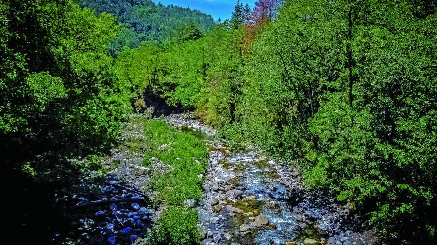 溪流中的魚兒是曾晴賢心中放不下的牽掛（圖為七家灣溪）